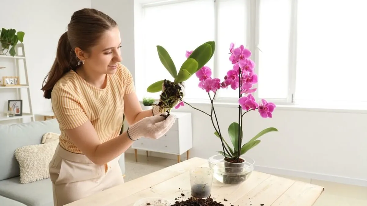 Az Origo szerint három filléres szer feléleszti a haldokló orchideákat