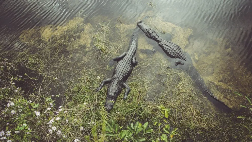 Vadbiológus videón mutatja be, ahogy fogságban tartott aligátorok megesznek egy pitont