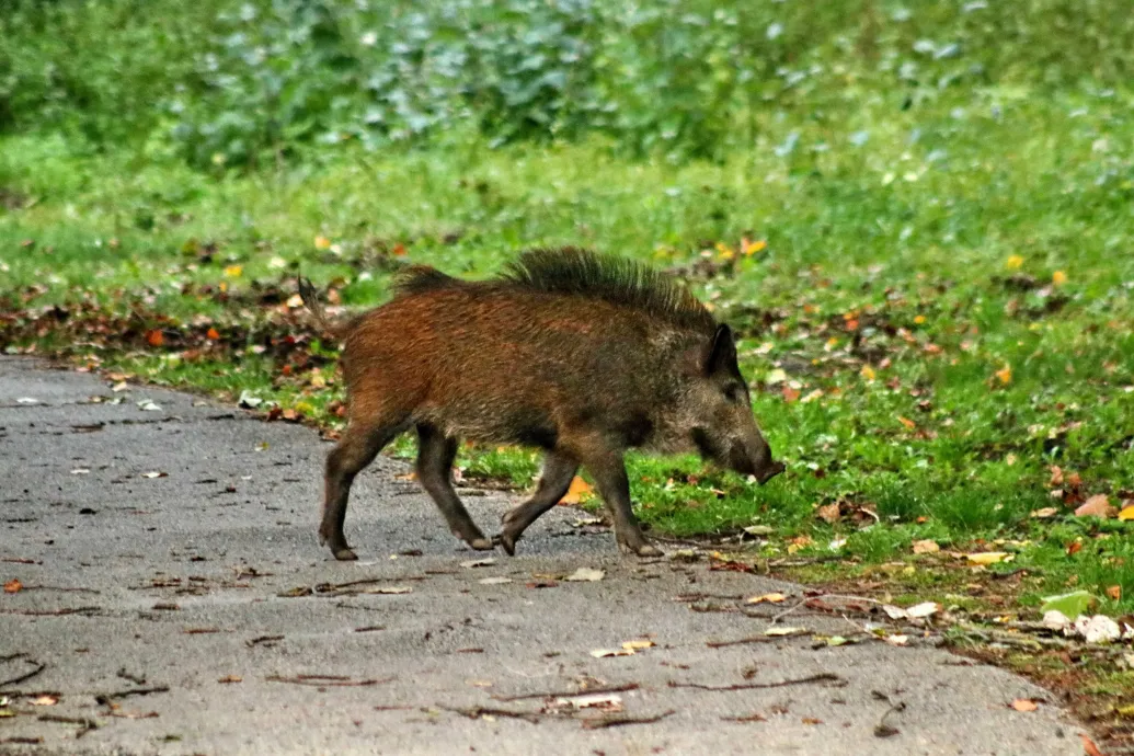 Baranyában két vaddisznóban igazolták a sertéspestist