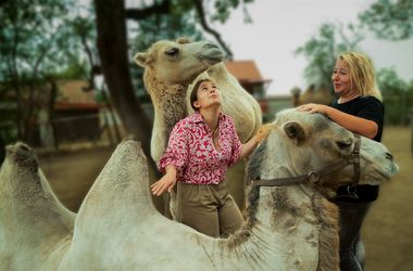 Magyar tevetartók mesélnek az állatok köpködéséről és tartásáról