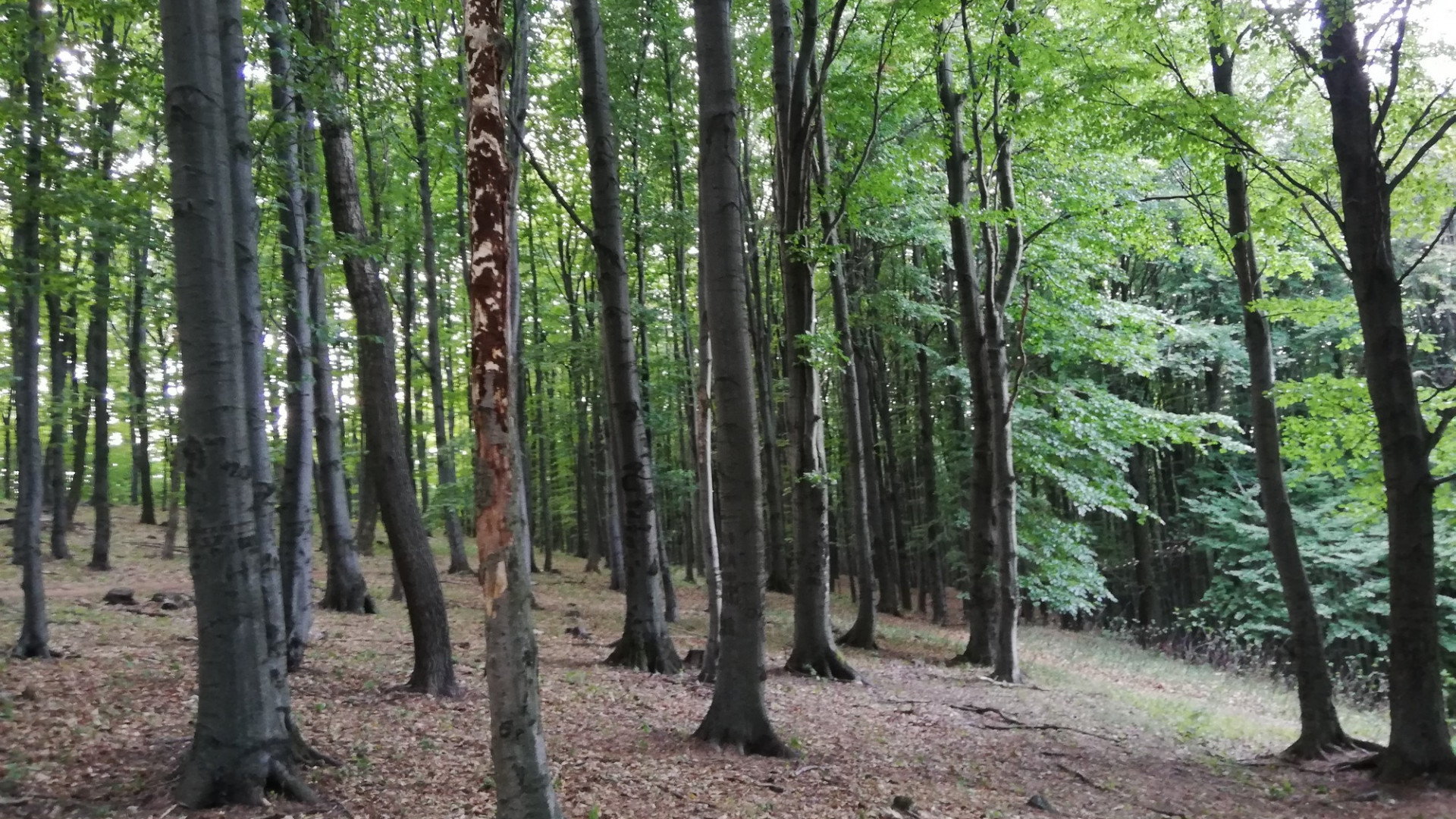 Lejárt a védett erdők fakitermelési moratóriuma, egy nemzeti park mégis ellenáll