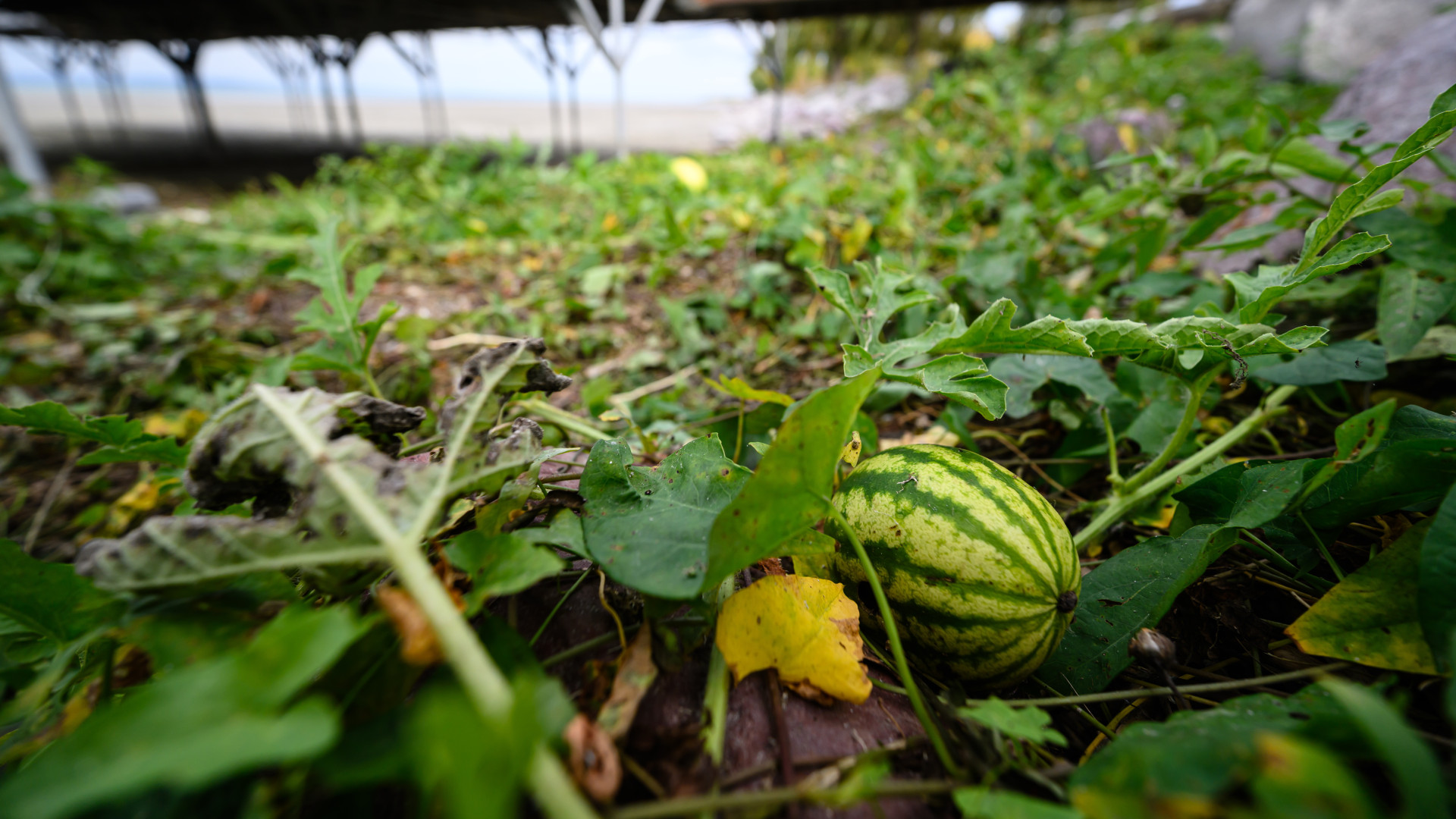 Balatonbogláron emberi beavatkozás nélkül nőtt görögdinnye a Balaton kiszáradó medrében