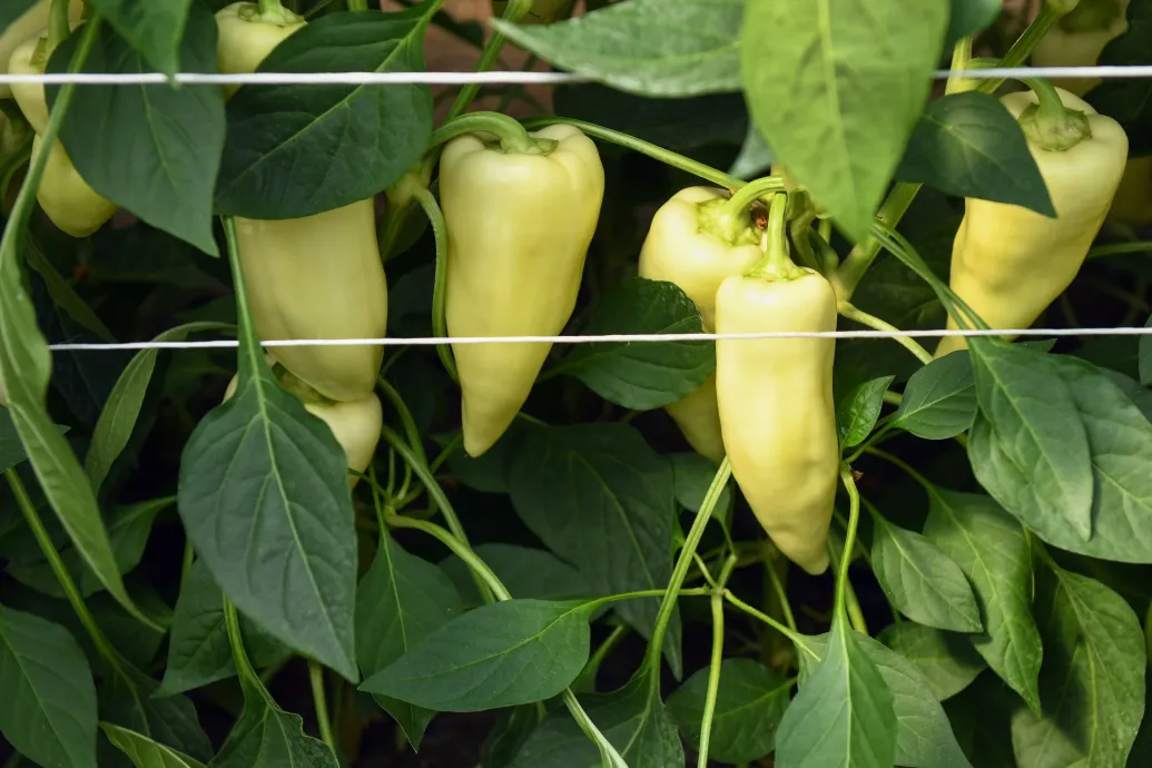 A magyar paprika- és paradicsomtermelők modernizálták fóliasátraikat, és kivédték a nyári hőkupolát