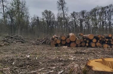 Egy nemzeti park helyi döntéssel megtagadta a fakivágást a moratórium után
